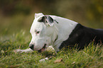 young American Staffordshire Terrier