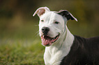 young American Staffordshire Terrier