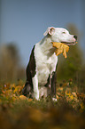 young American Staffordshire Terrier