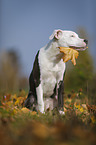 young American Staffordshire Terrier