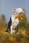 young American Staffordshire Terrier