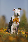 young American Staffordshire Terrier