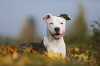 young American Staffordshire Terrier