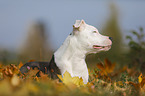 young American Staffordshire Terrier