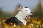 young American Staffordshire Terrier