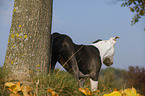 young American Staffordshire Terrier