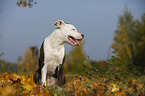 young American Staffordshire Terrier