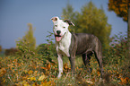 young American Staffordshire Terrier