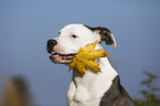 young American Staffordshire Terrier