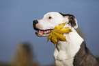 young American Staffordshire Terrier