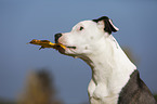 young American Staffordshire Terrier