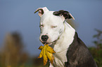 young American Staffordshire Terrier