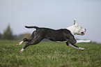 young American Staffordshire Terrier