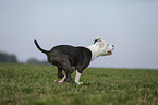 young American Staffordshire Terrier