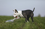 young American Staffordshire Terrier