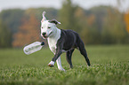 young American Staffordshire Terrier