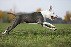 young American Staffordshire Terrier