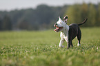 young American Staffordshire Terrier