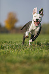 young American Staffordshire Terrier