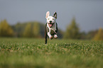 young American Staffordshire Terrier