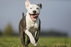 young American Staffordshire Terrier