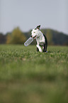 young American Staffordshire Terrier