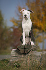 young American Staffordshire Terrier