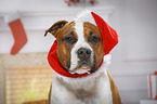American Staffordshire Terrier with santa hat