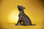 sitting  American Staffordshire Terrier Puppy