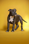 standing  American Staffordshire Terrier Puppy