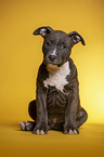 sitting  American Staffordshire Terrier Puppy