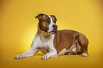 lying  American Staffordshire Terrier