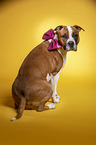 sitting  American Staffordshire Terrier