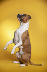American Staffordshire Terrier sits up and begs