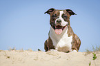 lying American Staffordshire Terrier