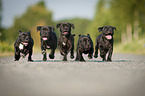 running American Staffordshire Terrier Puppies