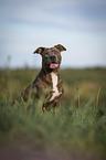 sitting american staffordshire terrier