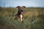 portrait american staffordshire terrier