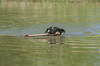 swimming American Staffordshire Terrier