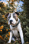 sitting American Staffordshire Terrier