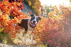 standing American Staffordshire Terrier