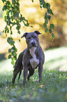 standing American Staffordshire Terrier