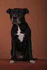 sitting American Staffordshire Terrier