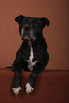 lying American Staffordshire Terrier