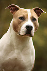 American Staffordshire Terrier Portrait