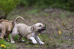 American Staffordshire Terrier puppy