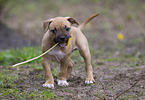 American Staffordshire Terrier puppy