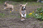 American Staffordshire Terrier puppy