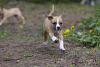 American Staffordshire Terrier puppy