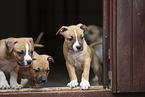 American Staffordshire Terrier puppy